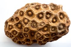 Acrocyathus (Front)