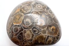 Fossils