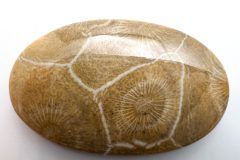 Actinocyathus Cab Morocco (Front)
