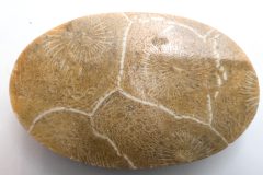 Actinocyathus Cab Morocco (Rear)