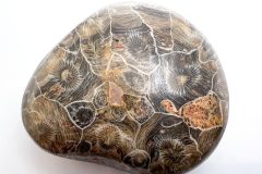 Actinocyathus Morocco (Rear)