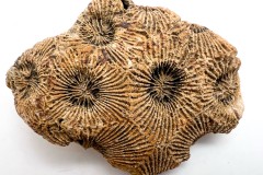 Asterobillingsia