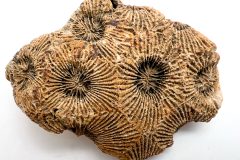 Asterobillingsia (Front)