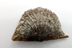 Brachiopoda