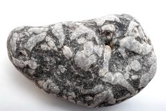 Bryozoa