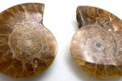 Agatized Ammonite