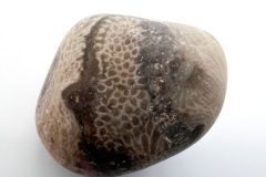 Cladopora