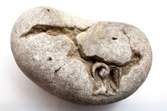 Gastropoda