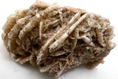 Desert-Rose-1