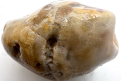 Heliolites