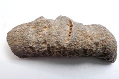 Horn Coral (Front)