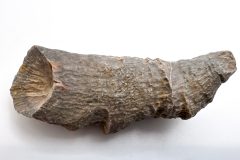 Horn Coral (Rear)