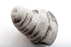 Horn Coral (Front)