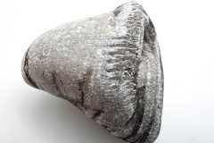 Horn Coral (Rear)