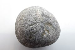 Horn Coral (Front)