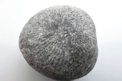 Horn Coral (Rear)