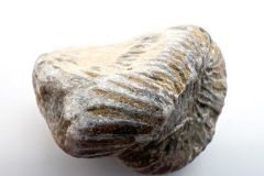 Horn Coral (Rear)