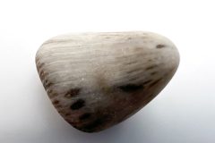 Horn Coral (Front)