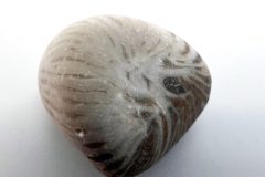 Horn Coral (Rear)