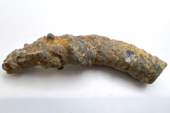 Horn Coral (Front)