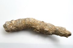 Horn Coral (Rear)