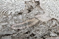 IMG_4611