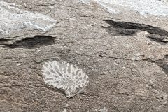 IMG_4617