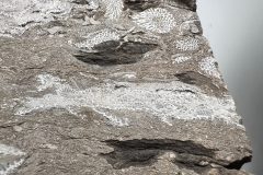 IMG_4618
