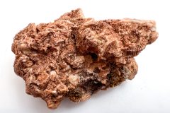 Pachyphyllum AZ (Rear)