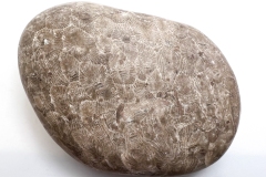 Anthozoa