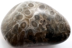 Blue-Petoskey-Stone-1-Front