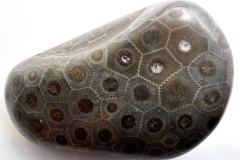Blue-Petoskey-Stone-1-Rear