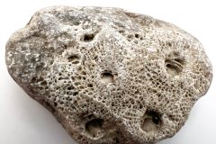 Rough Tan Petoskey Stone (Front)