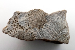 Hexagonaria percarinata (Front)