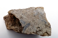 Hexagonaria percarinata (Rear)