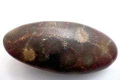 Purple Petoskey Stone (Front)