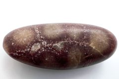 Purple Petoskey Stone (Rear)