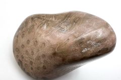 Pink Petoskey Stone (Rear)