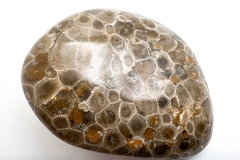 Multihued Petoskey Stone (Front)