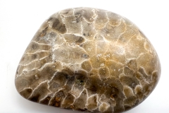 Multihued Petoskey Stone (Rear)