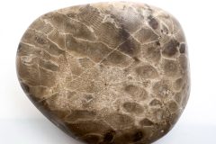 Pink Petoskey Stone (Rear)