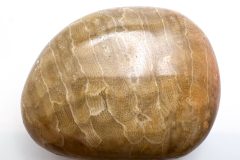 Red Petoskey Stone (Rear)