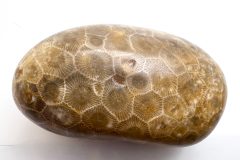 Yellow Petoskey Stone (Front)