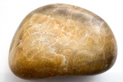 Yellow Petoskey Stone (Rear)