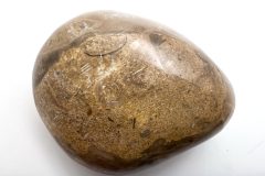 Petoskey Stone with Other Fossils (Front)