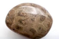 Petoskey Stone with Other Fossils (Rear)