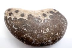 Petoskey Stone with Other Fossils (Rear)