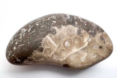 Petoskey Stone with Other Fossils (Front)