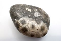 Petoskey Stone with Other Fossils (Front)