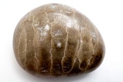 Petoskey Stone on Side (Front)